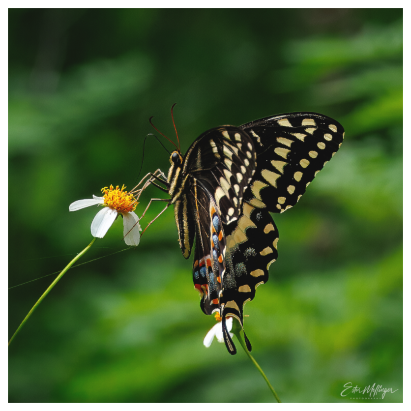 Main image "Wildflower Landing" - Black Swallowtail