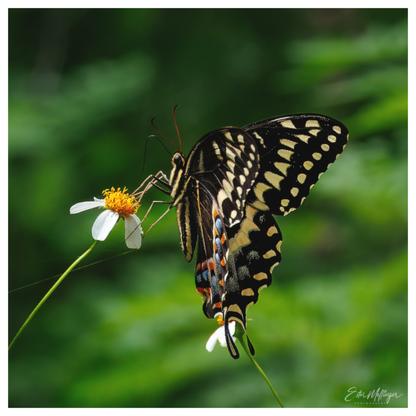Main image "Wildflower Landing" - Black Swallowtail