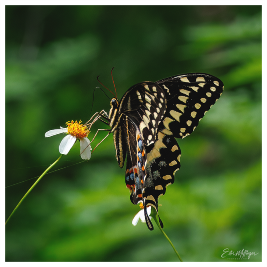 Main image "Wildflower Landing" - Black Swallowtail