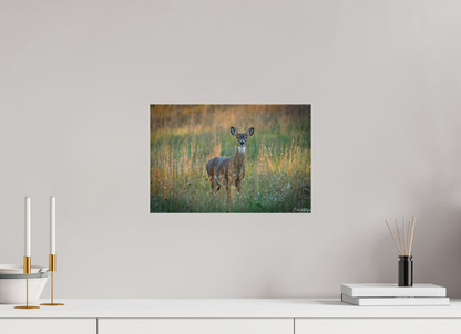 15 x 10″, Canvas "Grace in the Meadow" - White-tailed Doe