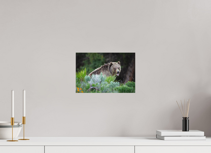 12 x 8″, Canvas "Gentle Yawn" - Grizzly Bear