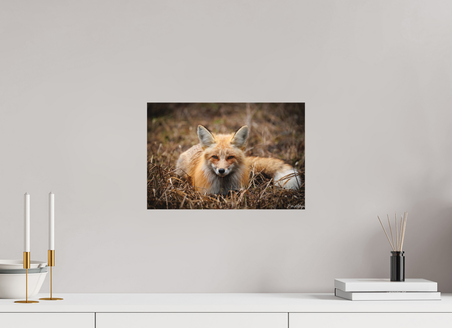 15 x 10″, Canvas "Resting Ember" - Red Fox