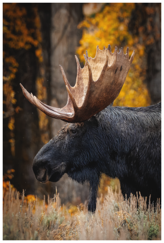 Main image "The Wild One" - Bull moose