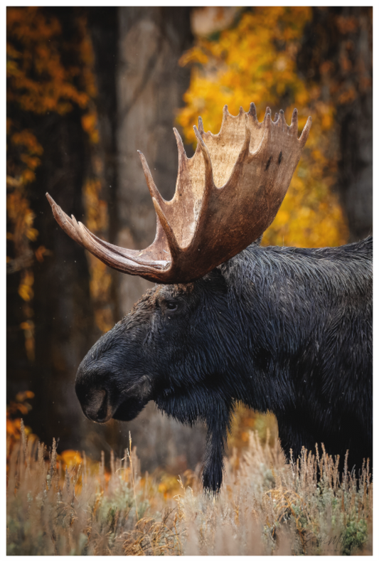Main image "The Wild One" - Bull moose