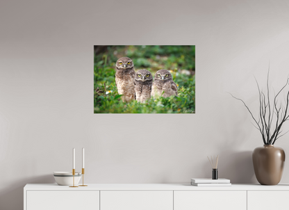 30 x 20″, Canvas Three Little Burrowing Owls - Burrowing Owls