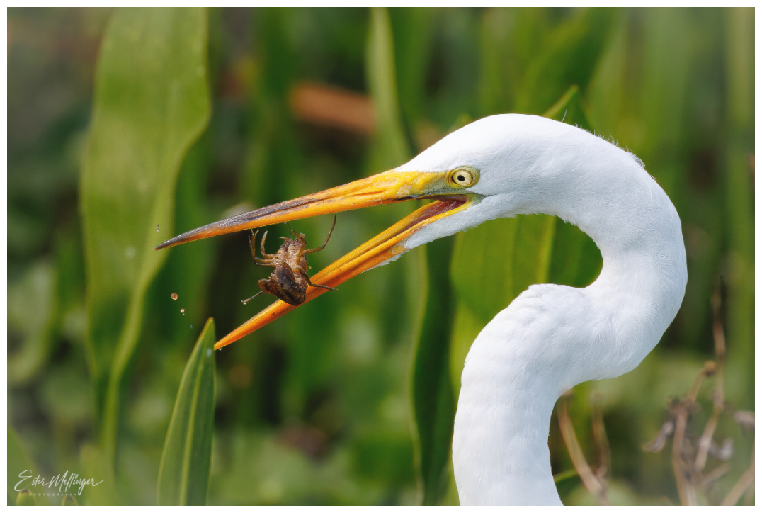 Main image "Marsh Hunter" - Great Egret