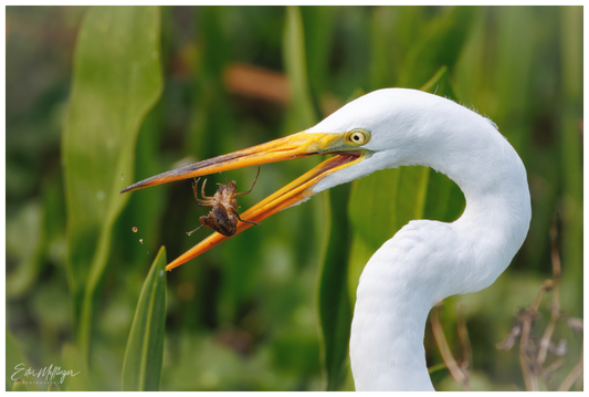 Main image "Marsh Hunter" - Great Egret