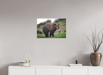 Grizzly in the rain