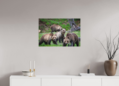Grizzly family of four