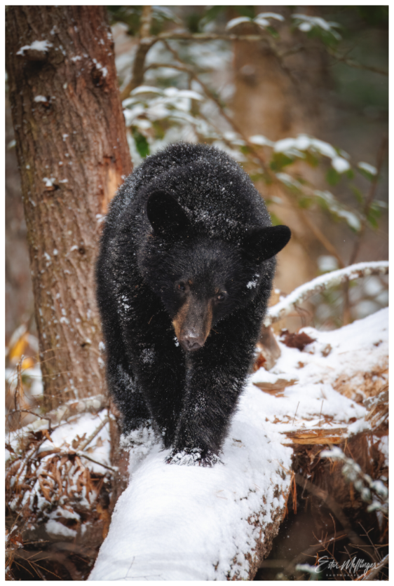 Main image "Little Snow Walker" - Black Bear