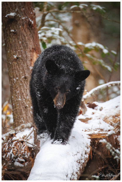 Main image "Little Snow Walker" - Black Bear