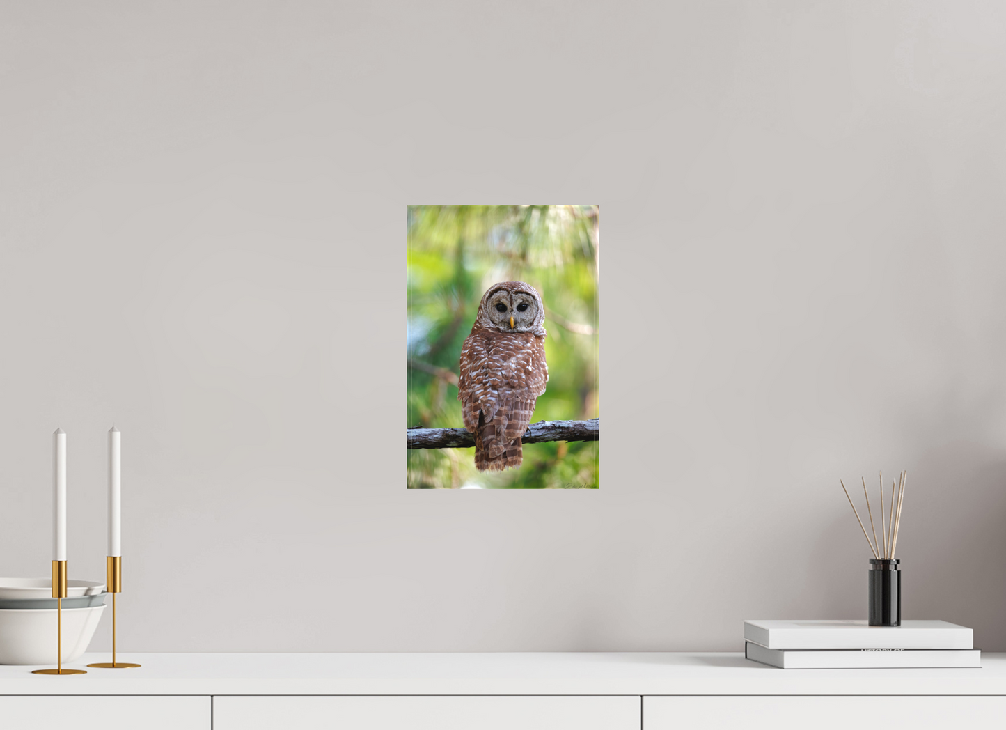 8 x 12″, Canvas "..." - Barred Owl