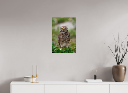 16 x 24″, Metal "Wide-Eyed Wonder" - Burrowing Owl