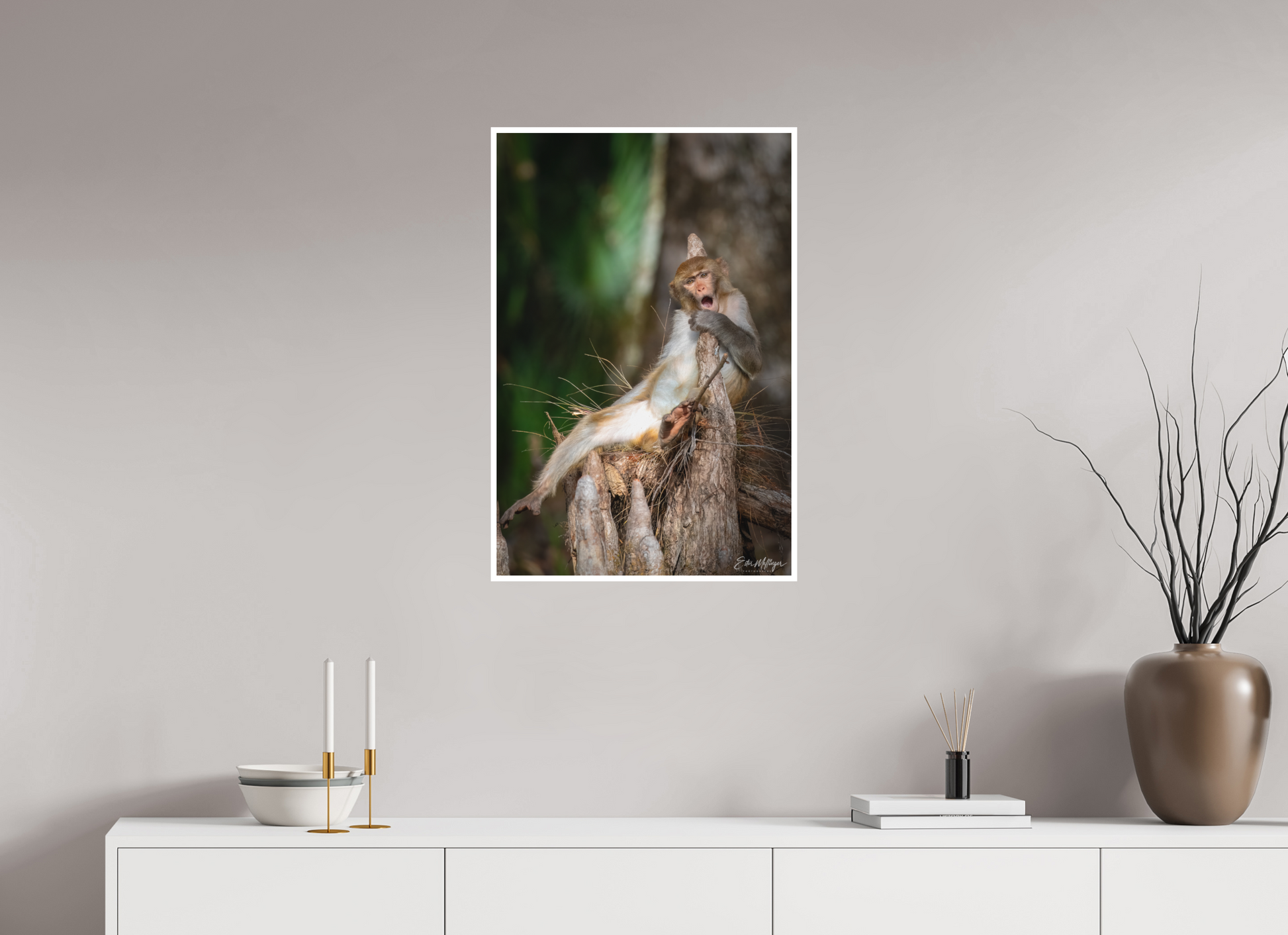20 x 30″, Fine art print "Silver Song" - Rhesus Macaque