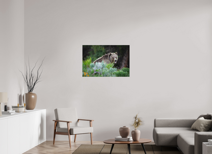 36 x 24″, Canvas "Gentle Yawn" - Grizzly Bear