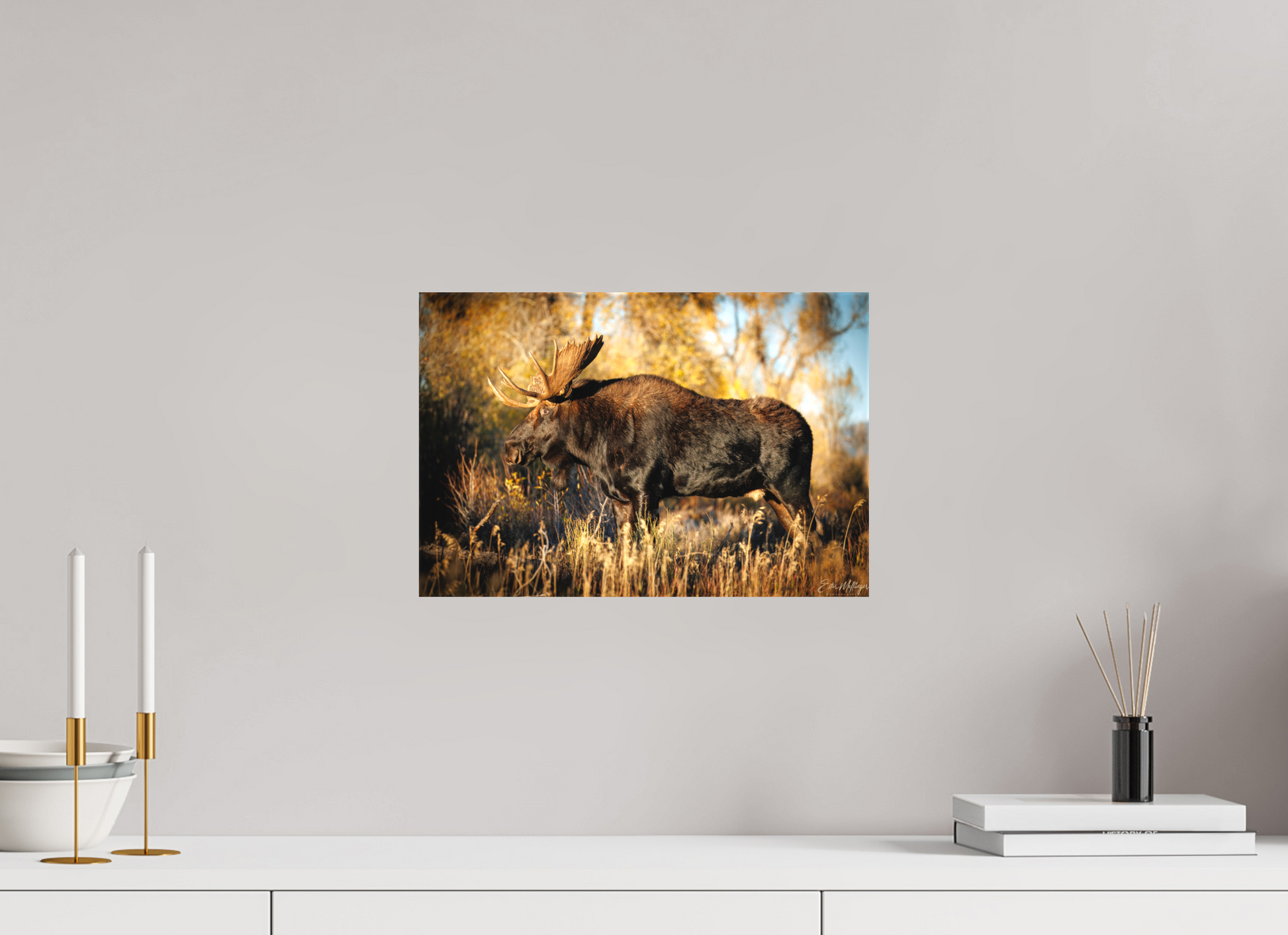15 x 10″, Canvas "Monarch of Gros Ventre - Presence" - Bull Moose
