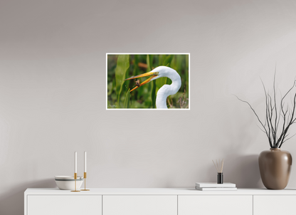 24 x 16″, Fine art print "Marsh Hunter" - Great Egret