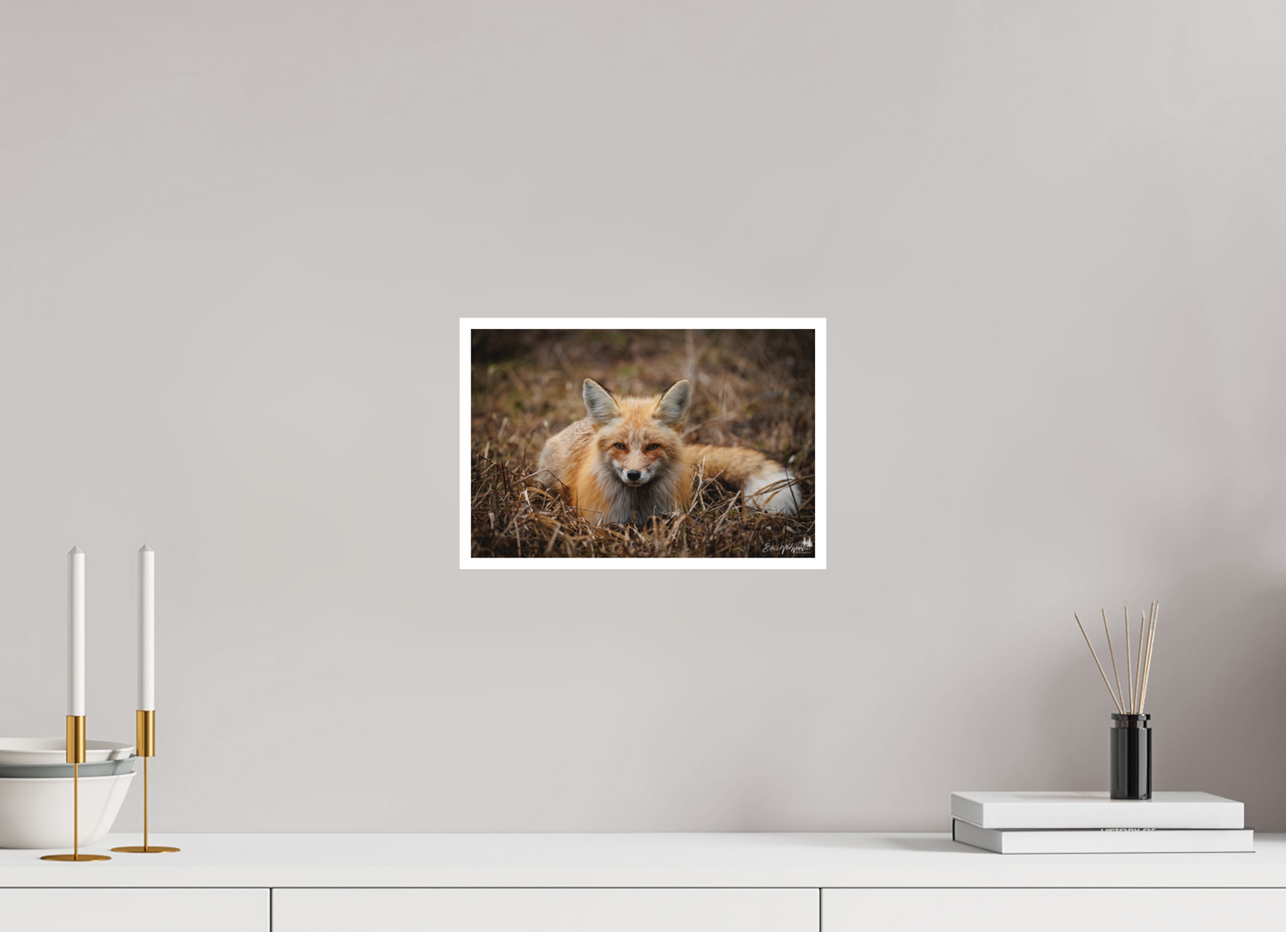 Bedded down fox