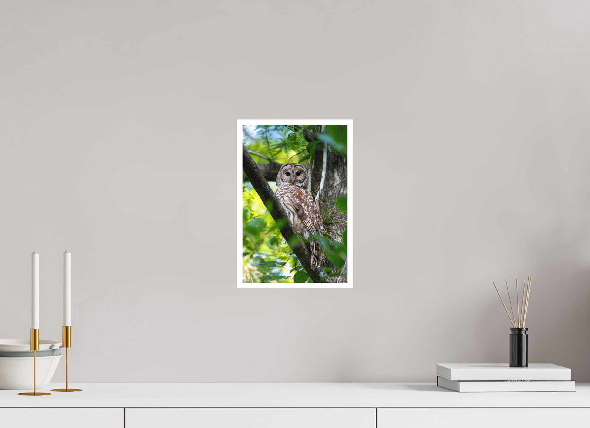 8 x 12″, Fine art print "..." - Barred Owl