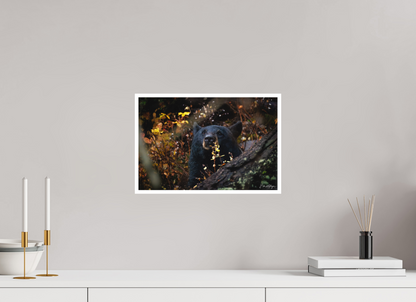 15 x 10″, Fine art print "Autumn Watch" - Black Bear