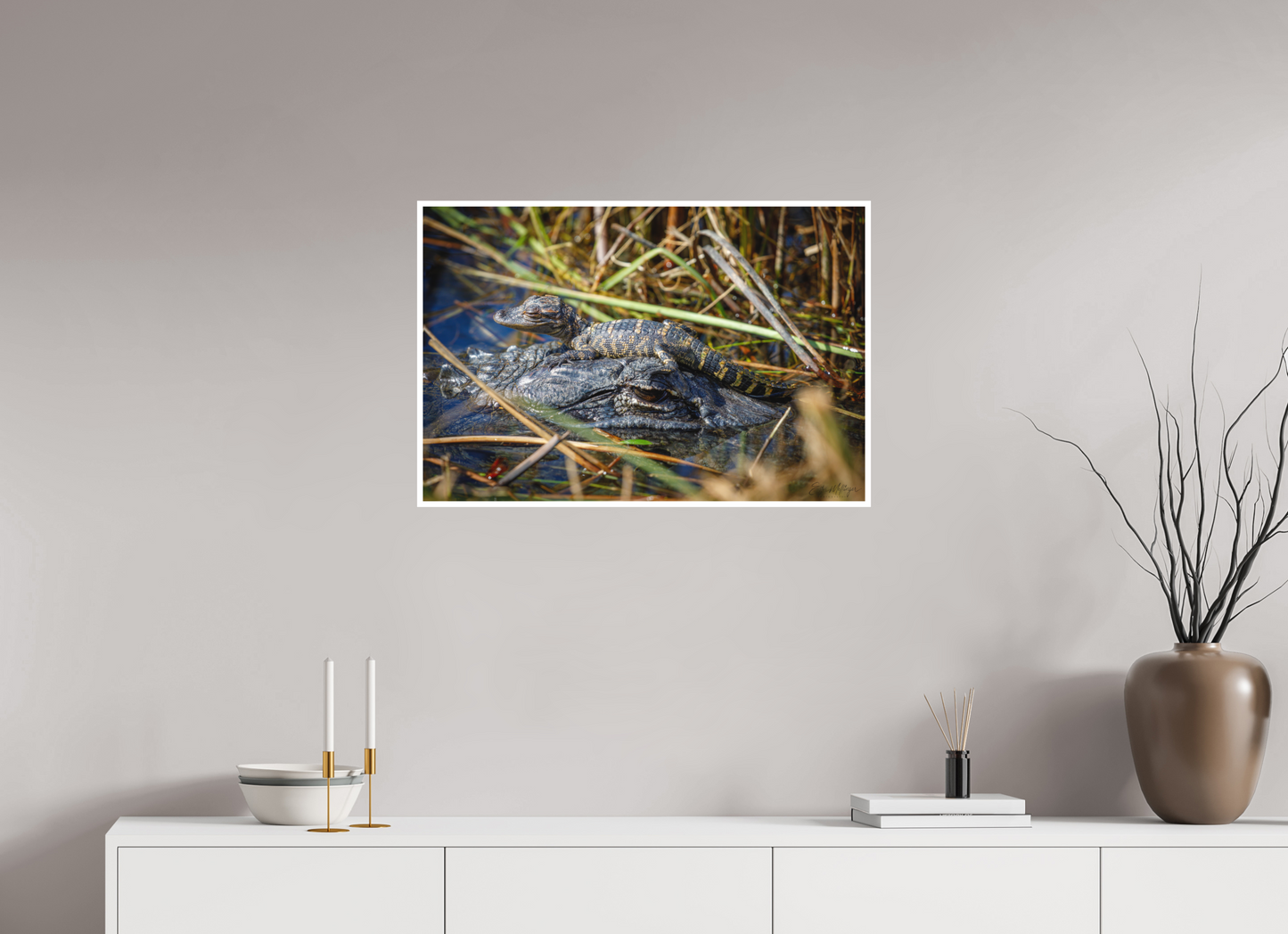 30 x 20″, Fine art print "Perched Above" - Baby Alligator