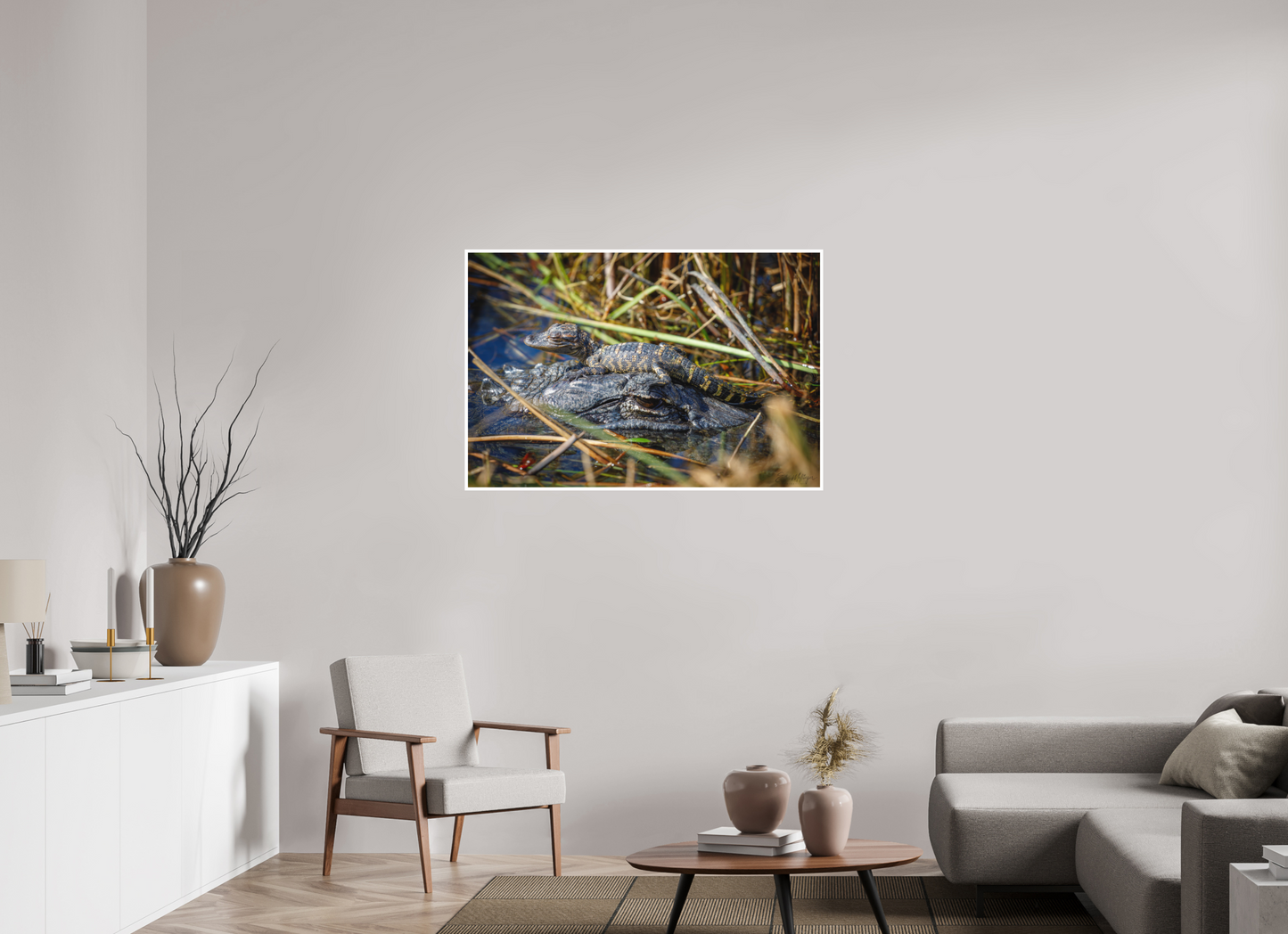 45 x 30″, Fine art print "Perched Above" - Baby Alligator