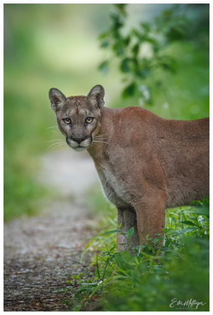 Main image "Ghost of the Green Forest" - Florida Panther, vertical
