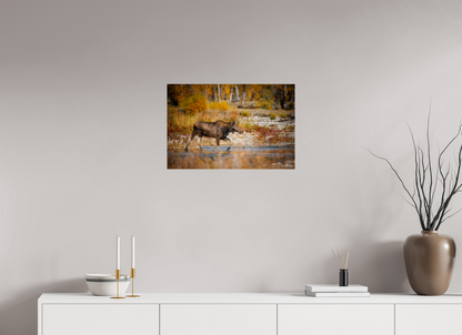 24 x 16″, Acrylic "Grace of Gros Ventre" - Moose