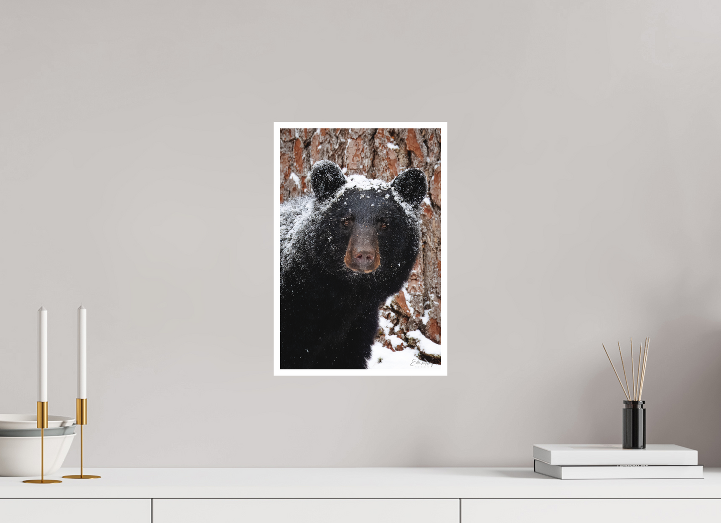 10 x 15″, Fine art print "Smoky Mountain Gaze" - Black bear close-up