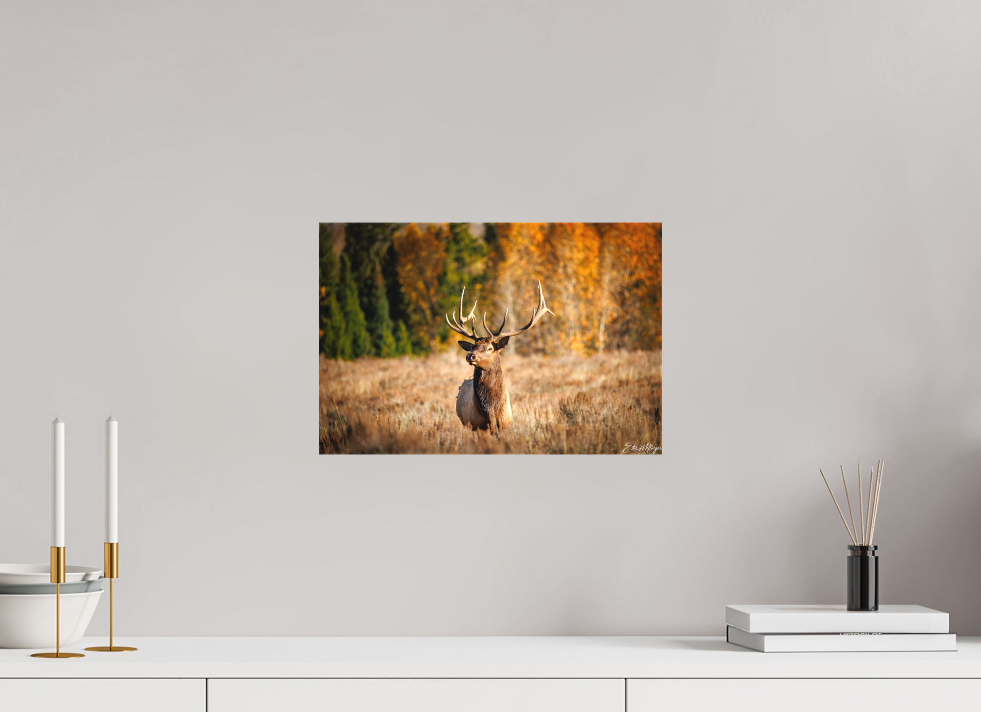 15 x 10″, Canvas "Autumn Sentinel" - Bull Elk