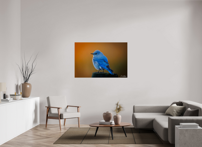 54 x 36″, Metal "Sunrise Blue" - Mountain Bluebird