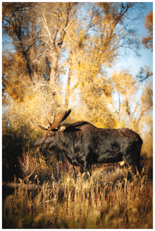 Main image "Monarch of Gros Ventre - Stillness" - Bull Moose