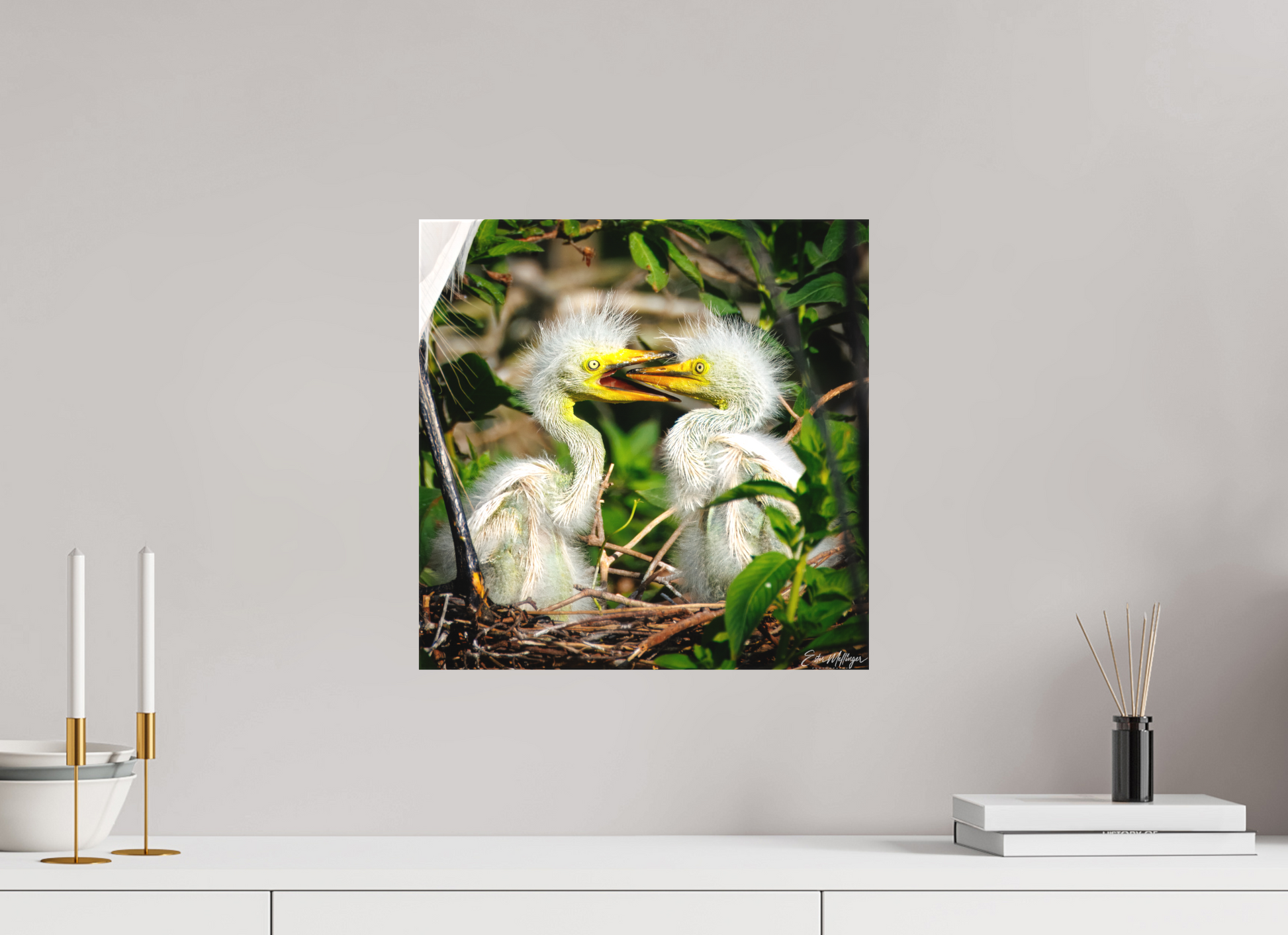 15 x 15″, Canvas "Fluffy Dinosaurs" - Baby Great Egrets