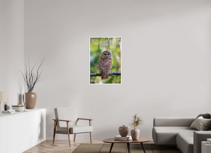 24 x 36″, Fine art print "..." - Barred Owl