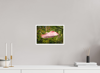 12 x 8″, Fine art print "Pink Passage" - Roseate Spoonbill