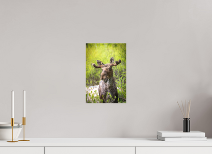 8 x 12″, Canvas "Willow Smile" - Moose