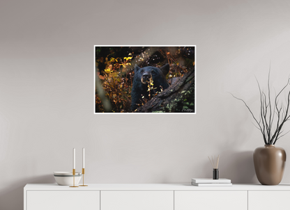 30 x 20″, Fine art print "Autumn Watch" - Black Bear
