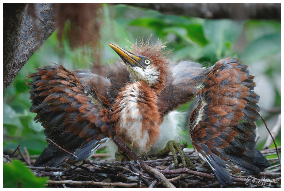 Main image "Finding My Wings" - Tricolored Heron