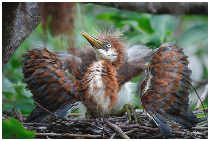 Main image "Finding My Wings" - Tricolored Heron