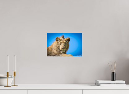 Lion stare
