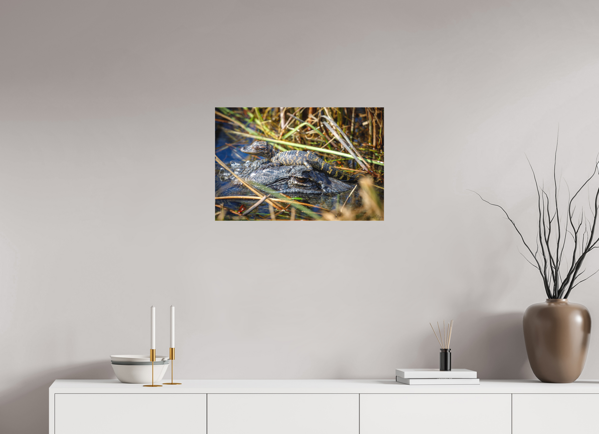 24 x 16″, Canvas "Perched Above" - Baby Alligator