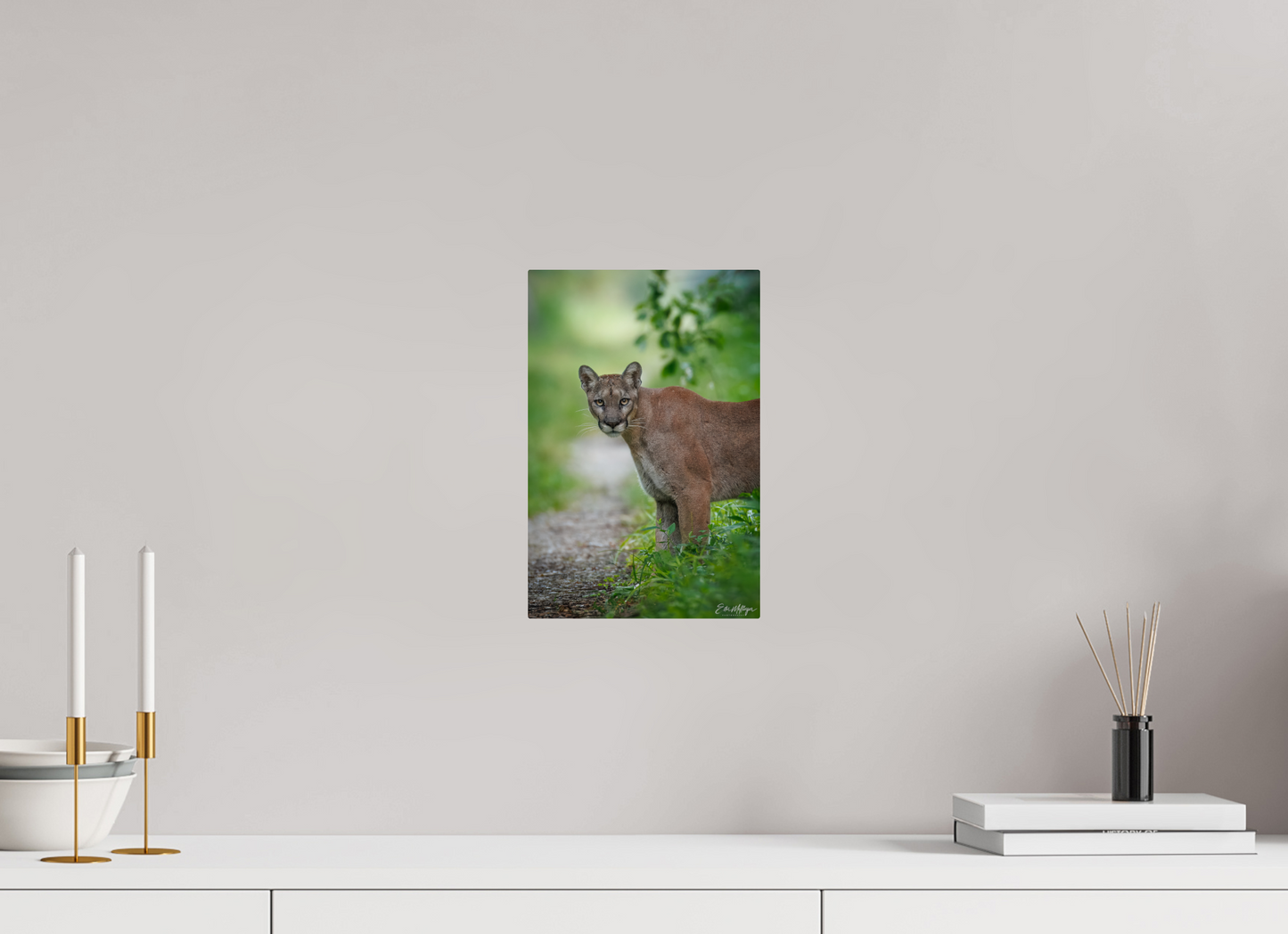 8 x 12″, Metal "Ghost of the Green Forest" - Florida Panther, vertical