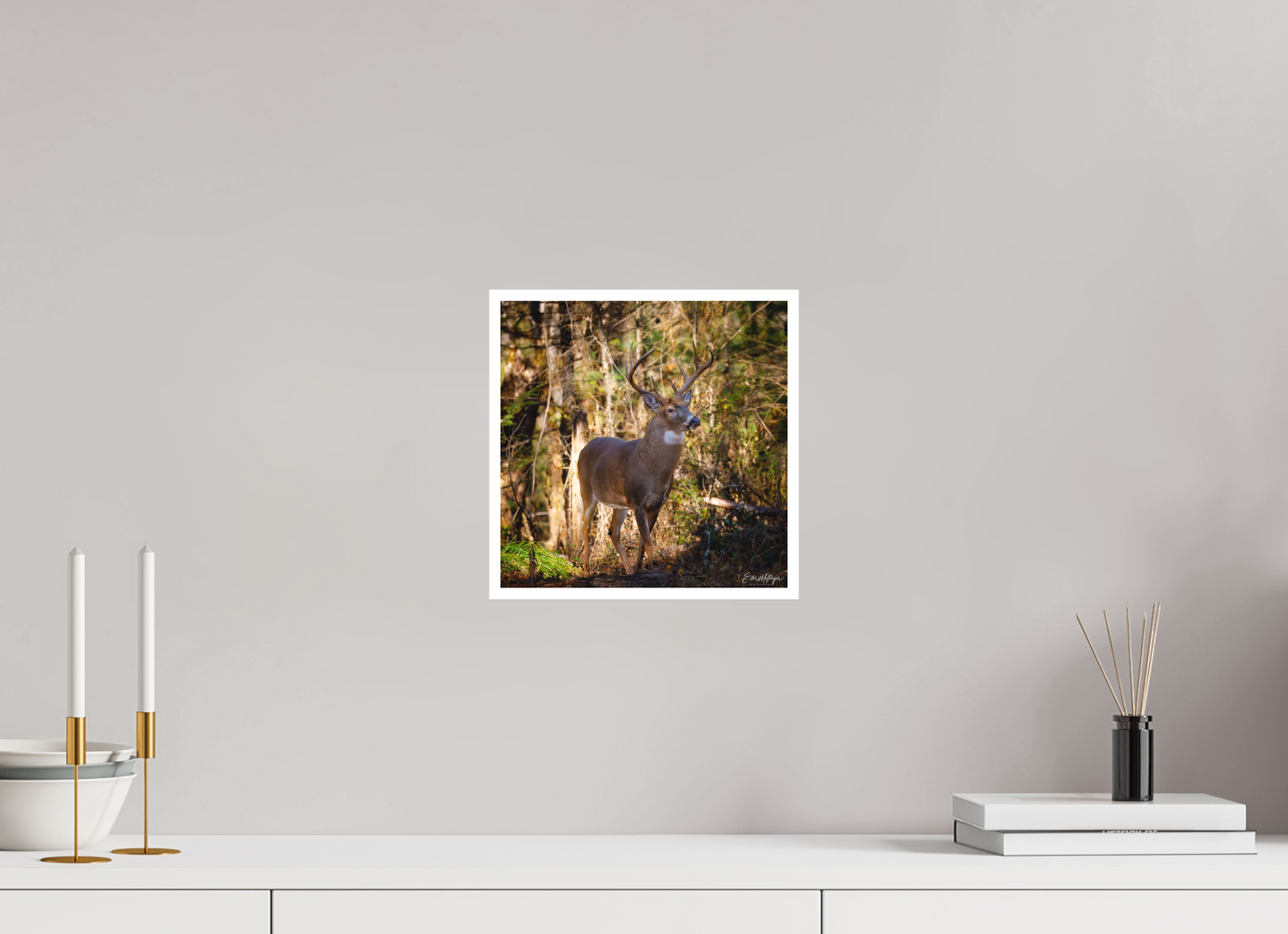 10 x 10″, Fine art print "King of the Timberline" - White-tailed Buck