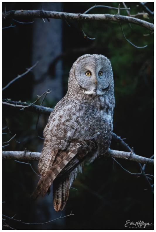 Main image "Keeper of the Dawn" - Great Grey Owl