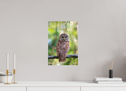 10 x 15″, Canvas "..." - Barred Owl