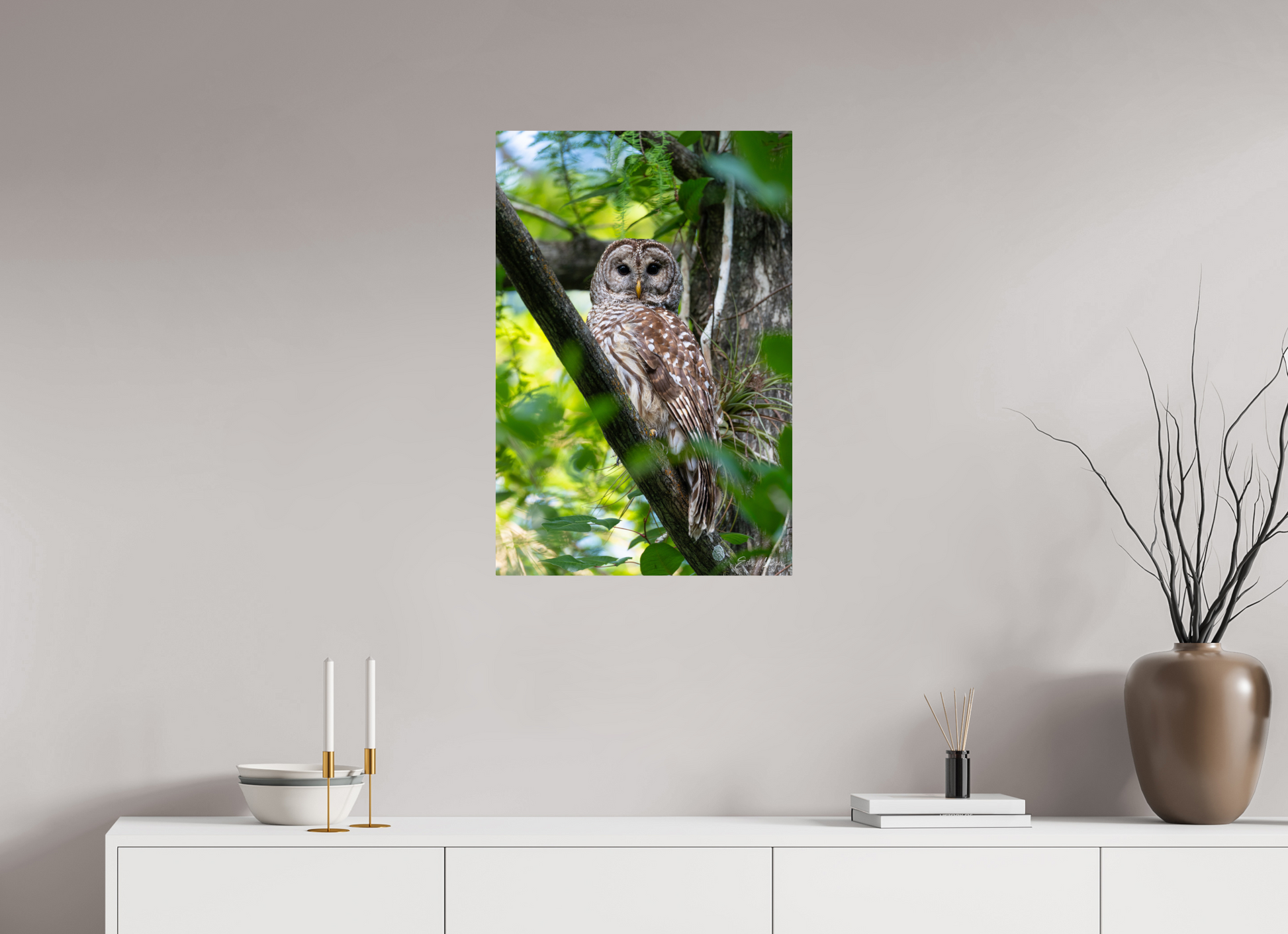 20 x 30″, Metal "..." - Barred Owl