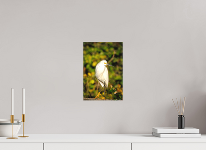8 x 12″, Canvas "Golden Light, White Silence" - Great Egret
