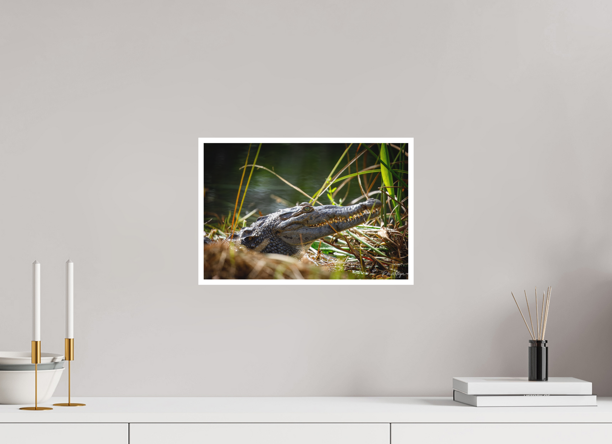 15 x 10″, Fine art print "Teeth of Time" - American Crocodile