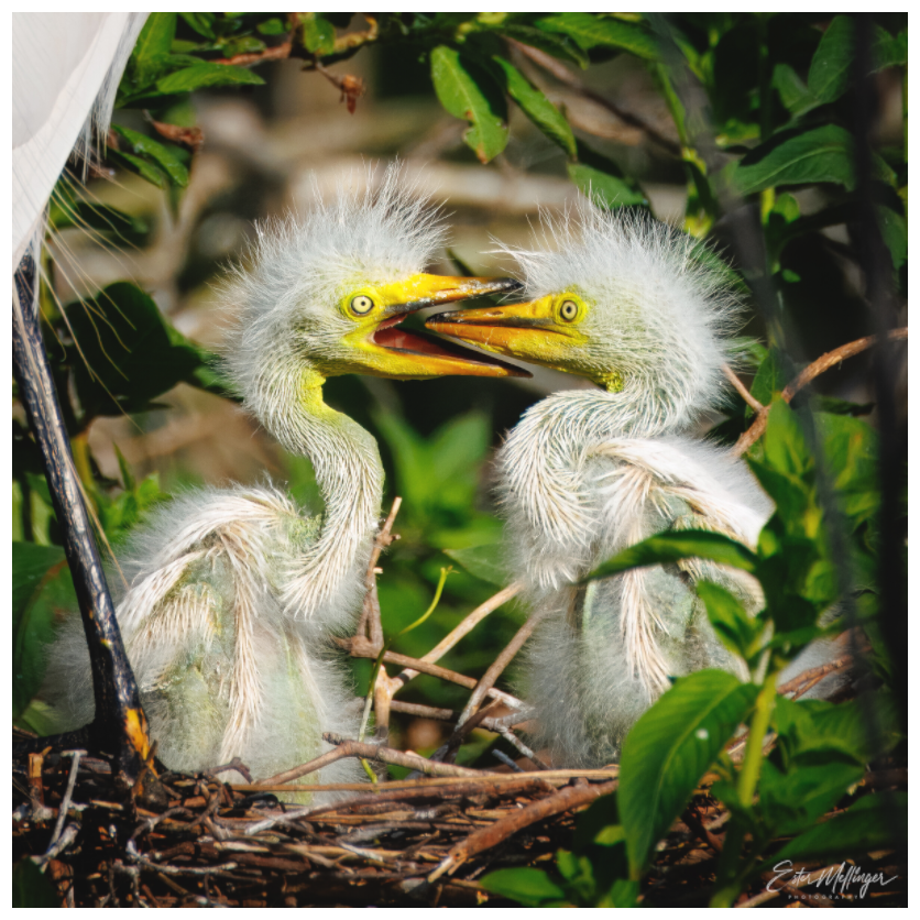Main image "Fluffy Dinosaurs" - Baby Great Egrets