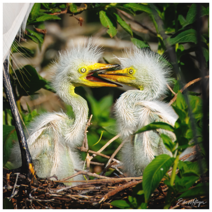 Main image "Fluffy Dinosaurs" - Baby Great Egrets